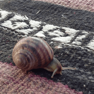 How To Remove Snail Trails From Your Carpet